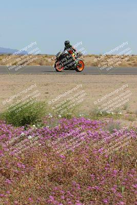 media/Mar-12-2023-SoCal Trackdays (Sun) [[d4c8249724]]/Turn 15 Inside Bloom (130pm)/